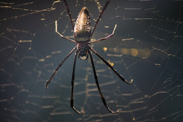 Eine faszinierende Nahaufnahme einer Spinne, die in der Mitte ihres kunstvoll gesponnenen Netzes sitzt. Die feinen Details der Spinnenseide und die nat&uuml;rliche Beleuchtung betonen die Struktur.