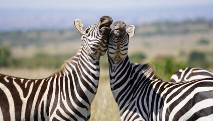 Two male zebras testing each others strength.