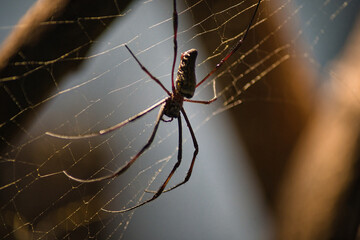 Eine faszinierende Nahaufnahme einer Spinne, die in der Mitte ihres kunstvoll gesponnenen Netzes sitzt. Die feinen Details der Spinnenseide und die nat&uuml;rliche Beleuchtung betonen die Struktur.
