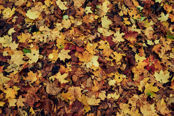 This overhead, high-angle shot captures a lush and textured ground cover entirely composed of fallen autumn leaves.