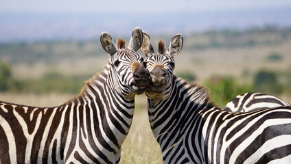 Two stallion zebras in a perfect pose together.