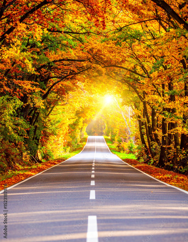 Poster road through autumn trees isolated on transparent background