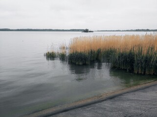 Serene Lakeshore with Reeds on an Overcast Day