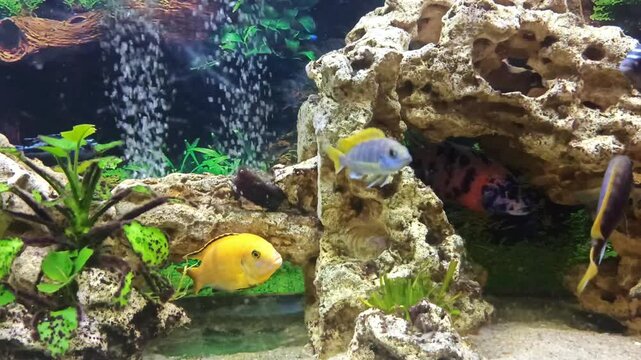 view aquarium with beautiful colorful cichlid fishes : yellow , multicolor, mzuli and other african mbuna cichlids