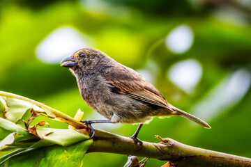 Female Lesser Antillean Bullfinch against a blurred background, in Martinique, France. Its natural habitats are subtropical or tropical dry forest, subtropical or tropical moist lowland forest