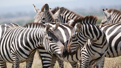 Zebras touching each others noses in a greeting pose.