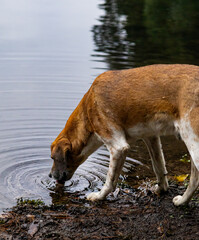 Perro sediento
