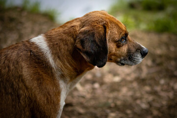 perro solitario