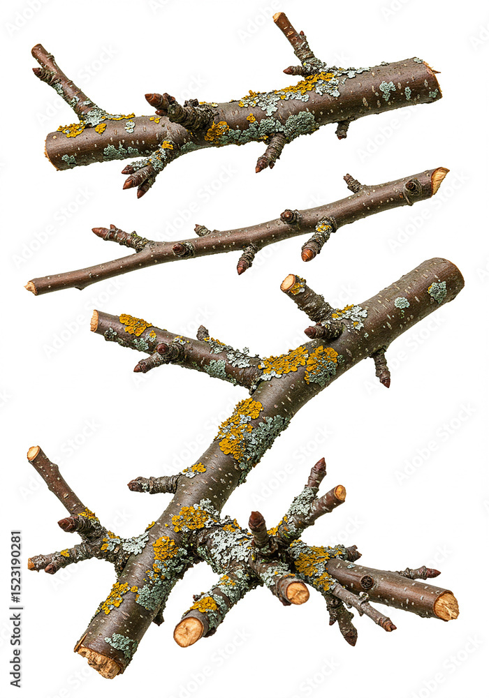 Aufkleber tree branches with buds and lichen isolated on transparent background