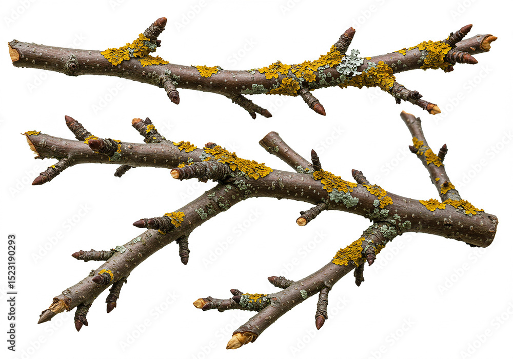 Poster tree branches with yellow lichen isolated on transparent background