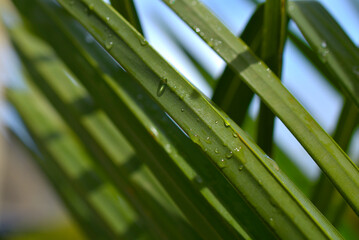 gouttes de pluie sur verdure, palmier