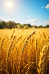 Naklejka premium Golden barley stalks sway gently in a vast wheatfield under a summer sun The ripe grain heads are heavy, promising a bountiful harvest A picturesque rural landscape scene , grain, abundance, nature