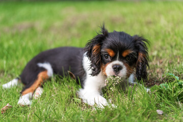 Cavalier king charles spaniel tricolor puppy. puppy lying on grass in garden with flower in mouth,...