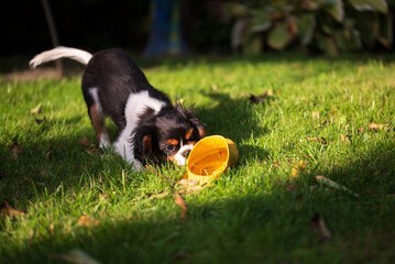 Cavalier king charles spaniel tricolor puppy. puppy sniffs garden shoes in the garden in sunset.