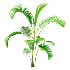 Green Palm Tree isolated on a white background. Desert and tropical houseplants. 
