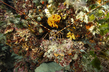 Aragosta, Palinurus elephas, in tana circondata da colonie di madrepora gialla, Leptopsammia...