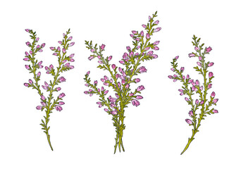 Branch heather mother's day mom vector print purple flowers blossom