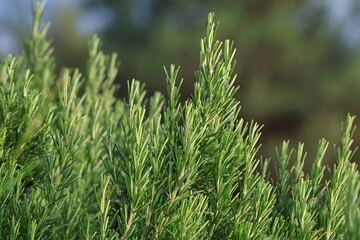A lush green rosemary bush growing in nature. The aromatic evergreen herb is captured in natural light