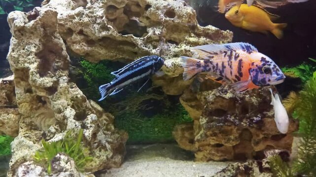 view aquarium with beautiful colorful cichlid fishes : yellow , multicolor, mzuli and other african mbuna cichlids