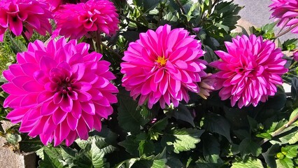 Sweden. Dahlia pinnata is a species in the genus Dahlia, family Asteraceae, with the common name...