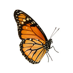 Obraz premium Monarch butterfly with orange and black wings isolated on white 