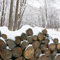 Cut firewood covered with snow near trees in forest