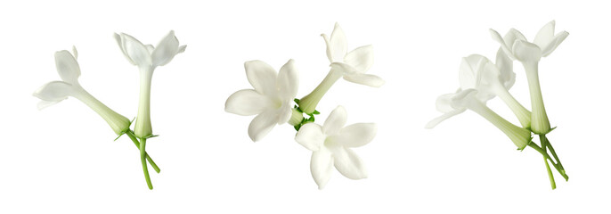 Beautiful small jasmine flowers isolated on white, set