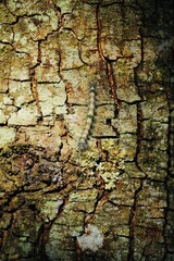 Asian Gypsy Moth Caterpillar Close-Up on Tree Bark.