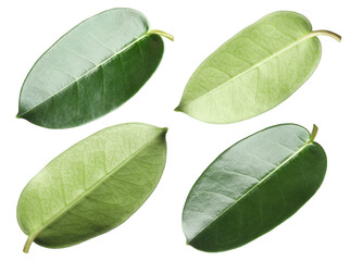 Many green leaves isolated on white, set