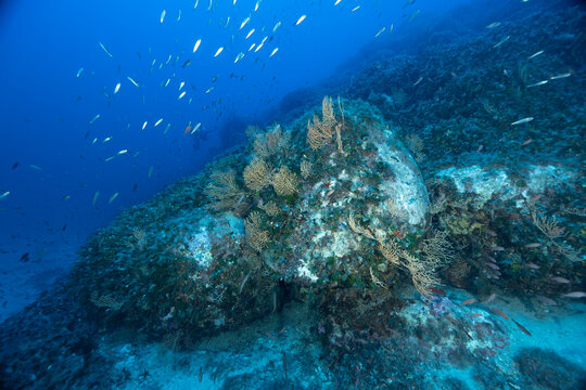 Rocce ricoperte da gorgonie gialle, Eunicella cavolinii, e alghe verdi Halimeda tuna, monetina di mare e Flabelia petiolata, ventaglio di mare
