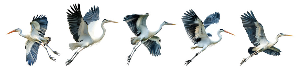 Fototapeta premium Elegant Herons in Flight Captured with Grace and Poise Isolated Transparent Background
