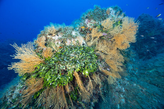 Rocce ricoperte da gorgonie gialle, Eunicella cavolinii, e alghe verdi Halimeda tuna, monetina di mare e Flabelia petiolata, ventaglio di mare