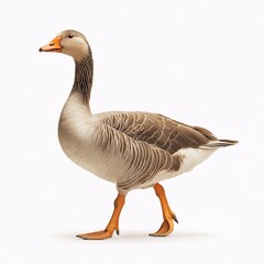 Grayscale Domestic Goose Walking. Captivating Rural Wildlife Photography of an Ornamental Bird in Natural Habitat