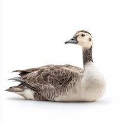 Vintage Wooden Duck Figurine. Handcrafted Waterfowl for Nature-Inspired Home Decor