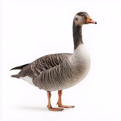Elegant Domestic Goose in Natural Habitat Orangebill Waterfowl Close-Up