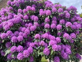 Fototapeta premium Tropical plant purple flower fence bush green shrub tree. Purple flower plant in the park. Flower vine bush tree. Beautiful nature. Beautiful summer garden. Blooming flowering tree in local park. 