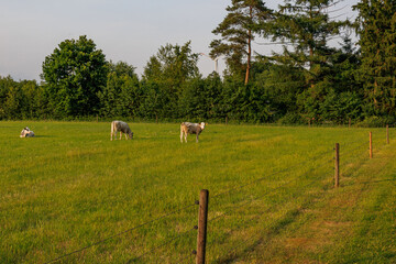 Sommerzeit im M&uuml;nsterland