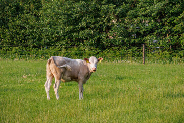 Sommerzeit im M&uuml;nsterland