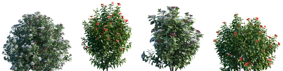 Set of Viburnum tinus and Hibiscus rosa sinensis blossoming frontal street shrubs isolated png on a...