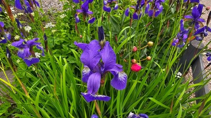 Sweden. Iris sibirica (commonly known as Siberian iris or Siberian flag), is a species in the genus...