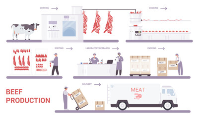 Beef production on meat factory infographic process vector illustration. Cartoon info education poster with automated processing line from cutting, sorting, packaging farm meat products technology