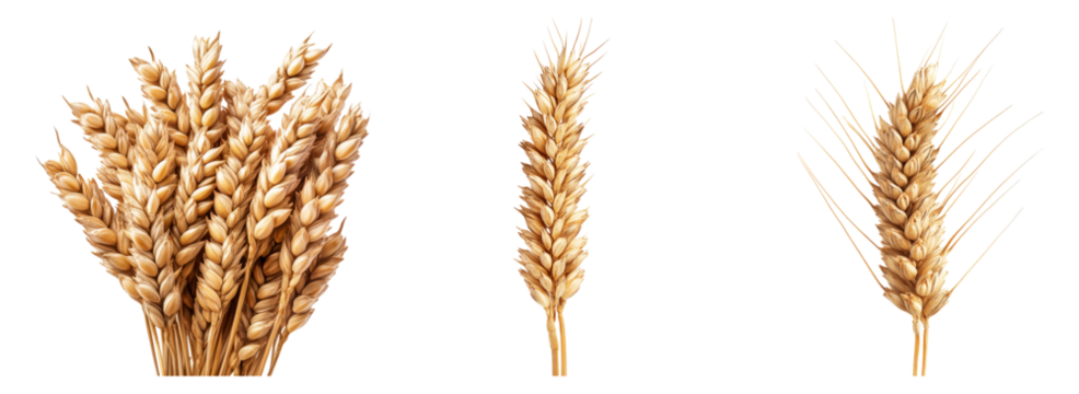 Golden Ears of Wheat in Various Arrangements and Styles, isolated on transparent background - Powered by Adobe
