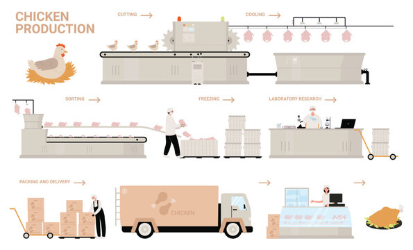 Chicken production process stages vector illustration. Cartoon automated processing factory line with workers and conveyor machines producing, sorting, packaging farm chicken poultry meat products