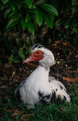 duck portrait