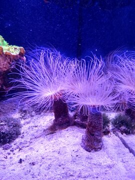 pink sea anemone in an aquarium, oceanarium, king reef, underwater, blue ocean, sea, sea animals, fish, coral, diving, scuba diving