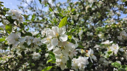 Sweden. Malus sylvestris, the European crab apple, is a species of the genus Malus, native to Europe. Its scientific name means "forest apple" and the truly wild tree has thorns.