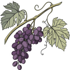 Green ripe grapes on a vine branch, perfect for a healthy fruit vector illustration