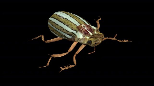 North American June Watermelon Beetle - Crawling Loop - Front Side Angle Close Up View - Alpha Channel - Realistic naturalistic 3D animation isolated on transparent background with alpha channel