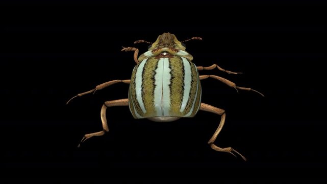 North American June Watermelon Beetle - Crawling Loop - Back Close Up View - Alpha Channel - Realistic naturalistic 3D animation isolated on transparent background with alpha channel