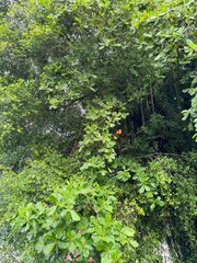 Verdant Trees Beneath the Malacca Sky